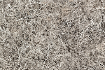 Texture / background of light gray grass