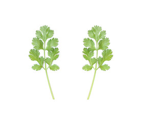 Coriander of ingredient vegetable isolated on white.