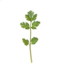Coriander of ingredient vegetable isolated on white.