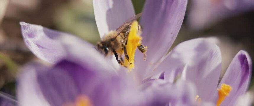 Bee pick pollen on Spring Saffron flower bloom in macro slow motion