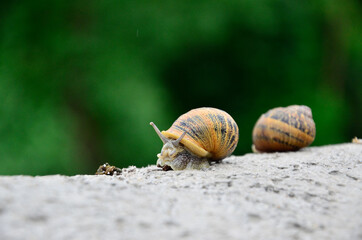 Soft focus snail small wild animal beautiful concept shoot on outdoor park environment move through road for walking on blurred unfocused bokeh natural background environment 