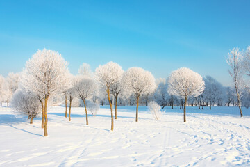 Frosty trees with rounded crown in a city park and bright sun in the sky after a night cold fog.