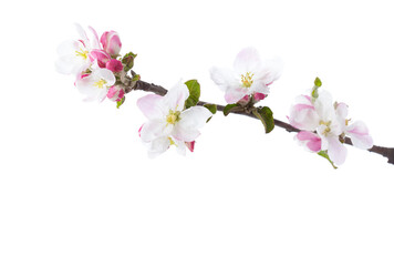 Naklejka na ściany i meble Blossoming branch of Apple tree isolated on white background.