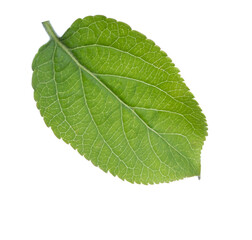  Young green leaf of Apple tree isolated on white background.