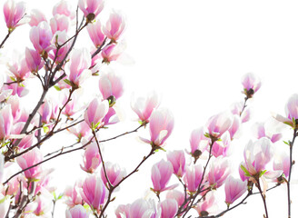 Fototapeta na wymiar Branches with light pink Magnolia flowers isolated on white background. Selective focus.