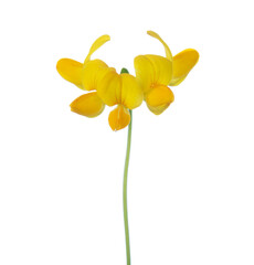 Lotus Corniculatus (Eggs and Bacon) flowers  isolated on white background.