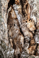 Abstract wooden texture. Background from a fragment of a wooden texture of an old tree for design solutions.