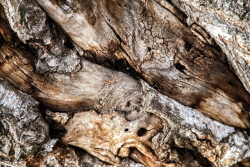 Abstract wooden texture. Background from a fragment of a wooden texture of an old tree for design solutions.