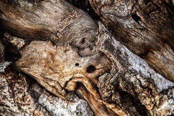 Abstract wooden texture. Background from a fragment of a wooden texture of an old tree for design solutions.