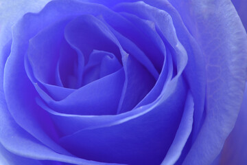 Obraz na płótnie Canvas Blue rose
