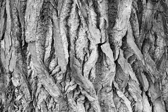 Macro of a bark of  trees in black and white creates an abstract effect of texture