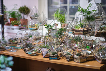 florist webinar on making of florarium with stones and succulents. Modern organic interior decor.