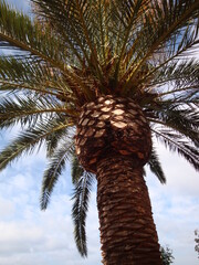 palmtree