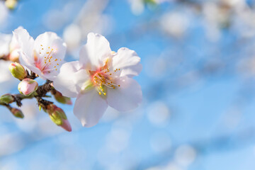 Almond blossom in early spring, close-up. Blurred soft blue background. Copy space.