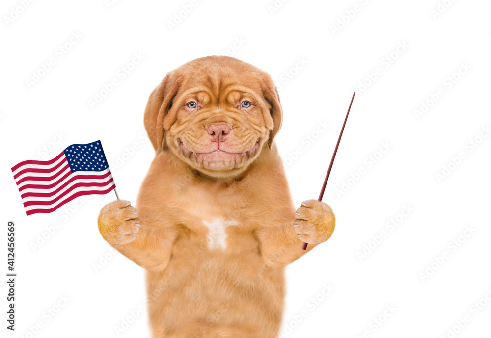 Poster Puppy holds American (USA) flag in it paw and points away on empty space. isolated on white background