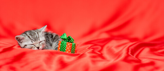 Tabby kitten sleeps with gift box on a red satin bedding. Empty space for text