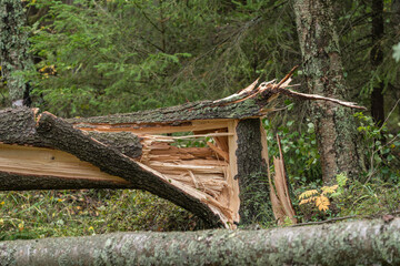 Cracked tree by storm