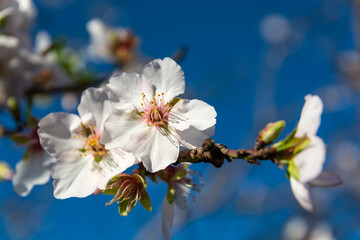 Beautiful almond flowers on almond tree branch .Copy space.Close-up.