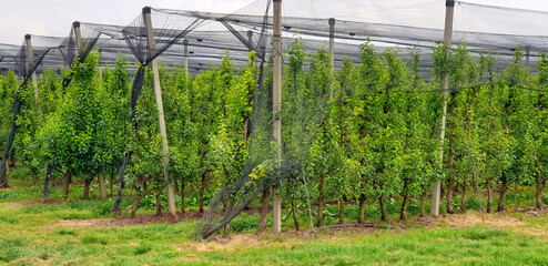 A fruit garden under a protective net against hail and birds in Europe. Panorama.