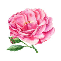 Pink rose on a white background, watercolor botanical painting
