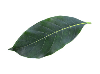 Fototapeta premium section of jackfruit isolated on white background