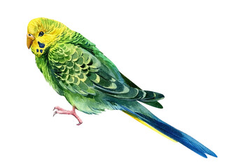 Tropical bird, green budgies on a white background, watercolor parrot, botanical painting