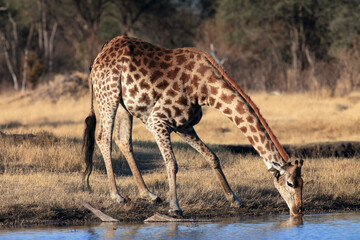 Naklejka na ściany i meble The giraffe, South African giraffe or Cape giraffe (Giraffa camelopardalis giraffa) drinking from the waterhole.