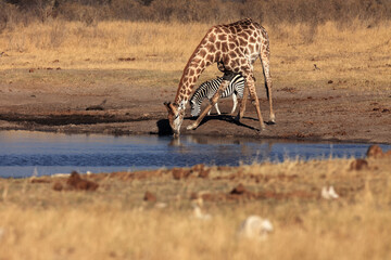 The giraffe,  South African giraffe or Cape giraffe (Giraffa camelopardalis giraffa) drinking from the waterhole.Zebra and giraffe drinking together at the waterhole in Africa in the morning light. © Karlos Lomsky