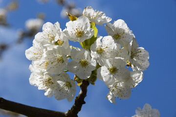 Wunderschöne Kirschblüte