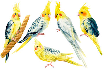 Set of parrots on isolated background, cockatiel parrot, hand drawing. Watercolor tropical birds