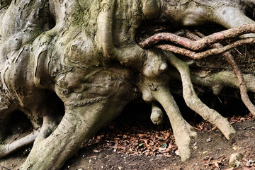 An old tree with many roots