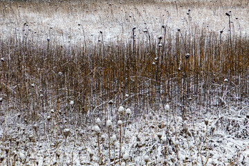 Meadow with dead sunflowers and reed covered with snow