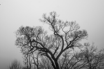 Trees without leaves in foggy forest