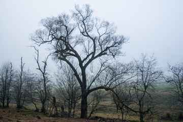 Trees without leaves in foggy forest