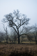 Trees without leaves in foggy forest