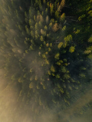 Aerial view of beautiful pine tree forest t in the mountains. View from above