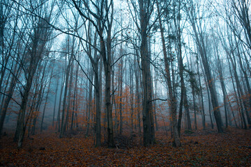 Fog in forest with fallen orange leaves