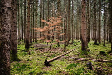 A forest in the mist
