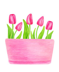 Watercolor bouquet with tulip flowers in pot. Hand painted spring flowers with leaves and bulb in pink flowerpot isolated on white background. Floral illustration for cards, Easter, Mother's Day