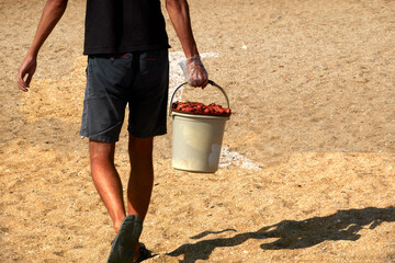 A man carries a bucket of boiled crayfish on the beach. Selective focus. Copy space.