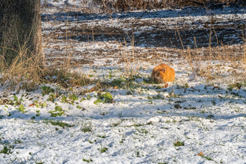 Katze im Schnee, cat in snow