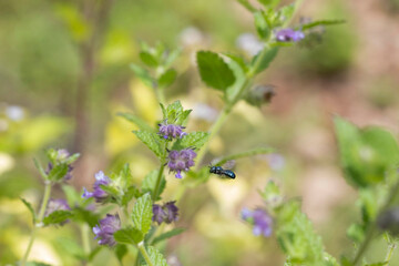 bee on lavender