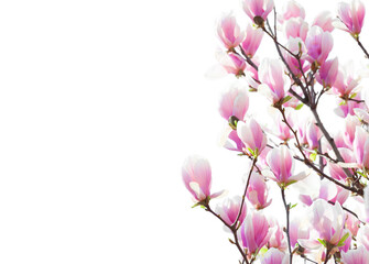 Fototapeta na wymiar Branches with beautiful light pink Magnolia flowers isolated on white background. Floral border. Selective focus.