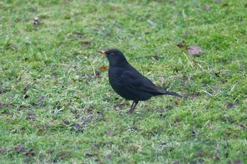 Amsel