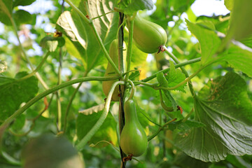 Melon seedlings in a greenhouse on a farm