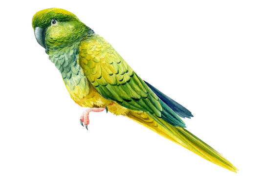Green tropical parrot drawing in watercolor, tropical birds
