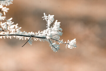 Dead plant with frozen snow on it.