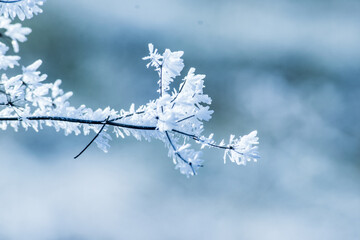 Obraz premium Dead plant with frozen snow on it.
