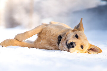 Beautiful frozen dog is lying on white snow at winter sunny cold day outdoors.