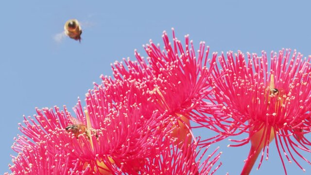 Honey bee pollinating flowering gum tree flower. Myrtle family tree. Australia.